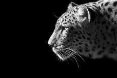 Leopard Portrait-Reddogs-Art Print