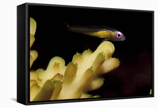 Redeye Goby Resting on Coral-Stocktrek Images-Framed Stretched Canvas