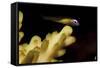 Redeye Goby Resting on Coral-Stocktrek Images-Framed Stretched Canvas