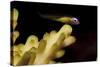 Redeye Goby Resting on Coral-Stocktrek Images-Stretched Canvas
