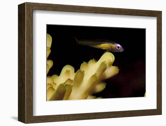 Redeye Goby Resting on Coral-Stocktrek Images-Framed Photographic Print