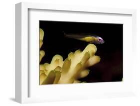 Redeye Goby Resting on Coral-Stocktrek Images-Framed Photographic Print