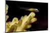 Redeye Goby Resting on Coral-Stocktrek Images-Mounted Photographic Print