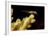 Redeye Goby Resting on Coral-Stocktrek Images-Framed Photographic Print