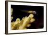 Redeye Goby Resting on Coral-Stocktrek Images-Framed Photographic Print