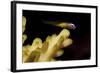 Redeye Goby Resting on Coral-Stocktrek Images-Framed Photographic Print