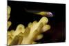 Redeye Goby Resting on Coral-Stocktrek Images-Mounted Photographic Print