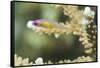 Redeye Hovering Goby-Hal Beral-Framed Stretched Canvas