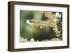 Redeye Hovering Goby-Hal Beral-Framed Photographic Print