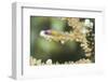 Redeye Hovering Goby-Hal Beral-Framed Photographic Print