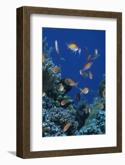 Redfin Anthias (Pseudanthias dispar) Eastern Bay, Batu Montjo, Komodo Island, Indonesia-Colin Marshall-Framed Photographic Print