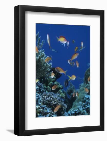 Redfin Anthias (Pseudanthias dispar) Eastern Bay, Batu Montjo, Komodo Island, Indonesia-Colin Marshall-Framed Photographic Print