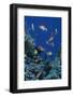 Redfin Anthias (Pseudanthias dispar) Eastern Bay, Batu Montjo, Komodo Island, Indonesia-Colin Marshall-Framed Photographic Print