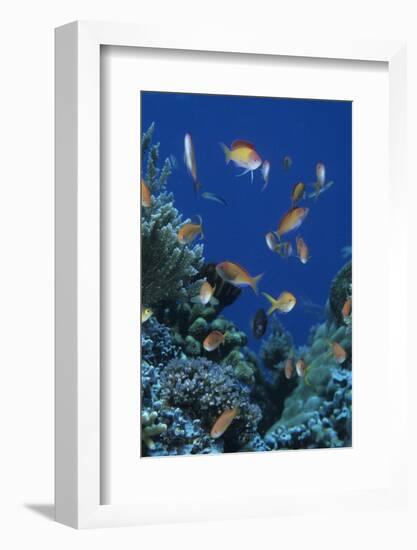 Redfin Anthias (Pseudanthias dispar) Eastern Bay, Batu Montjo, Komodo Island, Indonesia-Colin Marshall-Framed Photographic Print