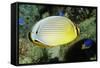 Redfin Butterflyfish-Hal Beral-Framed Stretched Canvas