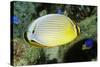 Redfin Butterflyfish-Hal Beral-Stretched Canvas