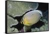 Redfin Butterflyfish-Hal Beral-Framed Stretched Canvas