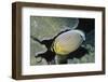 Redfin Butterflyfish-Hal Beral-Framed Photographic Print