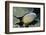 Redfin Butterflyfish-Hal Beral-Framed Photographic Print