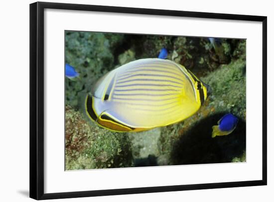 Redfin Butterflyfish-Hal Beral-Framed Photographic Print