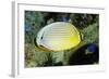 Redfin Butterflyfish-Hal Beral-Framed Photographic Print
