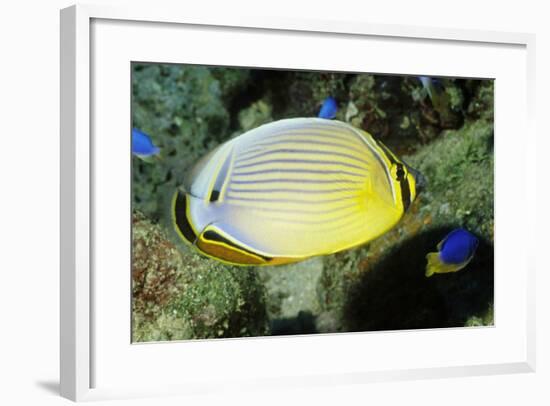 Redfin Butterflyfish-Hal Beral-Framed Photographic Print