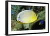 Redfin Butterflyfish-Hal Beral-Framed Photographic Print