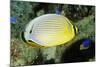 Redfin Butterflyfish-Hal Beral-Mounted Photographic Print