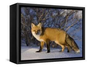 Redfox (Vulpes Vulpes), Churchill, Hudson Bay, Manitoba, Canada-Thorsten Milse-Framed Stretched Canvas