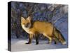 Redfox (Vulpes Vulpes), Churchill, Hudson Bay, Manitoba, Canada-Thorsten Milse-Stretched Canvas