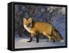 Redfox (Vulpes Vulpes), Churchill, Hudson Bay, Manitoba, Canada-Thorsten Milse-Framed Stretched Canvas