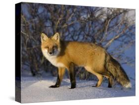 Redfox (Vulpes Vulpes), Churchill, Hudson Bay, Manitoba, Canada-Thorsten Milse-Stretched Canvas