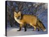 Redfox (Vulpes Vulpes), Churchill, Hudson Bay, Manitoba, Canada-Thorsten Milse-Stretched Canvas