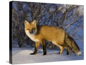 Redfox (Vulpes Vulpes), Churchill, Hudson Bay, Manitoba, Canada-Thorsten Milse-Stretched Canvas