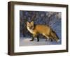 Redfox (Vulpes Vulpes), Churchill, Hudson Bay, Manitoba, Canada-Thorsten Milse-Framed Photographic Print