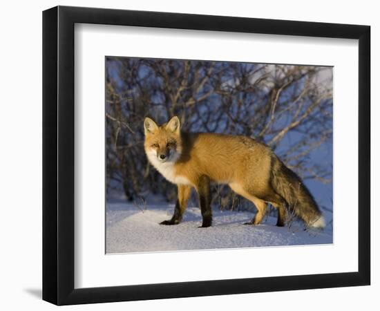 Redfox (Vulpes Vulpes), Churchill, Hudson Bay, Manitoba, Canada-Thorsten Milse-Framed Photographic Print