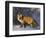 Redfox (Vulpes Vulpes), Churchill, Hudson Bay, Manitoba, Canada-Thorsten Milse-Framed Photographic Print