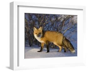 Redfox (Vulpes Vulpes), Churchill, Hudson Bay, Manitoba, Canada-Thorsten Milse-Framed Photographic Print