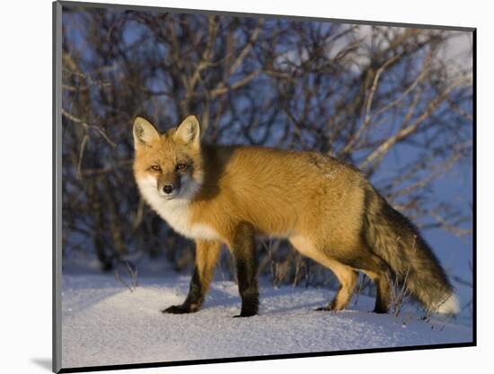 Redfox (Vulpes Vulpes), Churchill, Hudson Bay, Manitoba, Canada-Thorsten Milse-Mounted Photographic Print