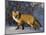 Redfox (Vulpes Vulpes), Churchill, Hudson Bay, Manitoba, Canada-Thorsten Milse-Mounted Photographic Print