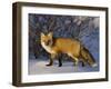 Redfox (Vulpes Vulpes), Churchill, Hudson Bay, Manitoba, Canada-Thorsten Milse-Framed Photographic Print