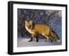 Redfox (Vulpes Vulpes), Churchill, Hudson Bay, Manitoba, Canada-Thorsten Milse-Framed Photographic Print