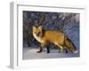 Redfox (Vulpes Vulpes), Churchill, Hudson Bay, Manitoba, Canada-Thorsten Milse-Framed Photographic Print