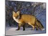 Redfox (Vulpes Vulpes), Churchill, Hudson Bay, Manitoba, Canada-Thorsten Milse-Mounted Photographic Print
