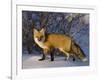 Redfox (Vulpes Vulpes), Churchill, Hudson Bay, Manitoba, Canada-Thorsten Milse-Framed Photographic Print