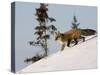 Redfox (Vulpes Vulpes), Churchill, Hudson Bay, Manitoba, Canada-Thorsten Milse-Stretched Canvas