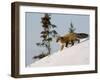 Redfox (Vulpes Vulpes), Churchill, Hudson Bay, Manitoba, Canada-Thorsten Milse-Framed Photographic Print