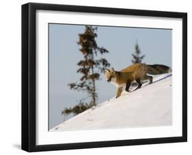 Redfox (Vulpes Vulpes), Churchill, Hudson Bay, Manitoba, Canada-Thorsten Milse-Framed Photographic Print