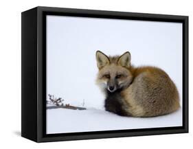 Redfox (Vulpes Vulpes), Churchill, Hudson Bay, Manitoba, Canada-Thorsten Milse-Framed Stretched Canvas