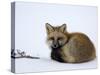 Redfox (Vulpes Vulpes), Churchill, Hudson Bay, Manitoba, Canada-Thorsten Milse-Stretched Canvas